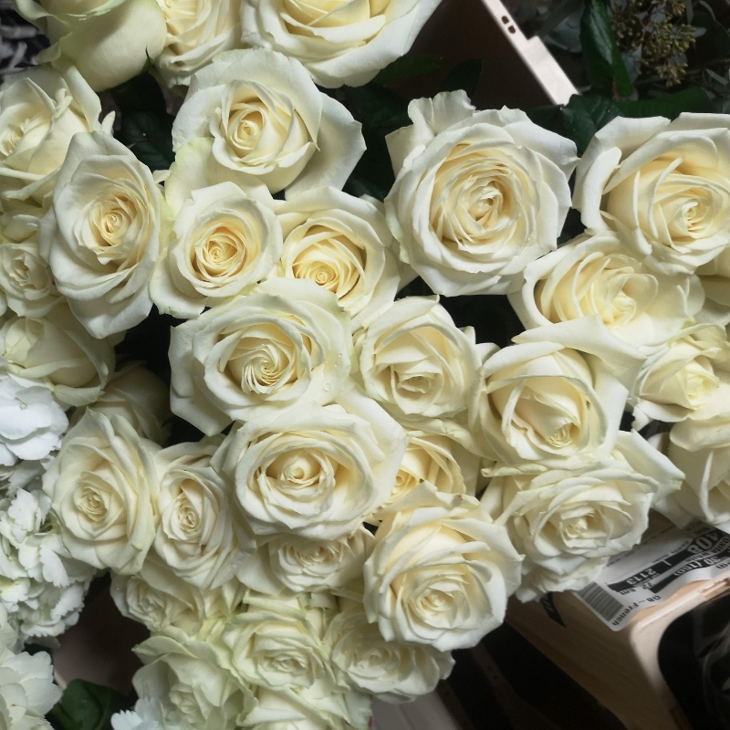 White Roses and Foliage (available from 17th April)
