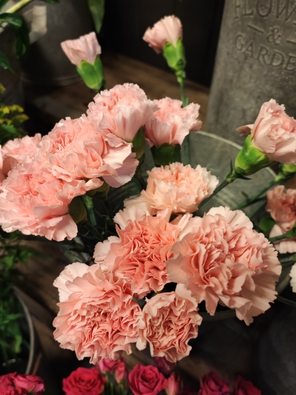Pink Oxford University Exam Carnations