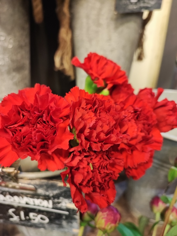 Red Oxford University Exam Carnations