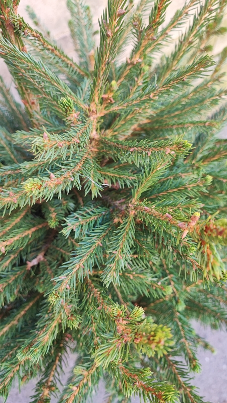 Pot Grown Norway Spruce Tree