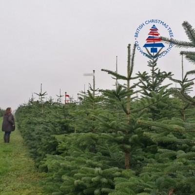 8ft Premium Nordmann Tree