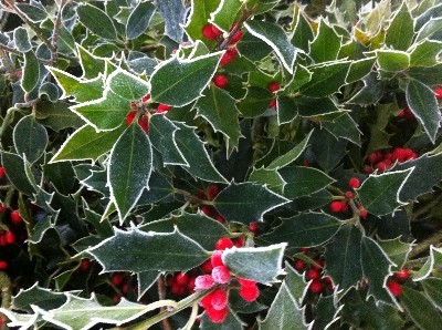 Fresh English Holly Bunch