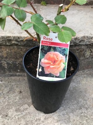 Climbing Rose 'Schoolgirl'