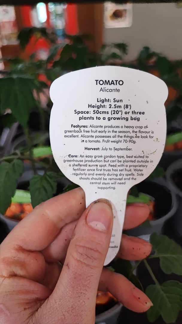 Tomato Plant Alicante