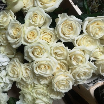 White Roses and Foliage