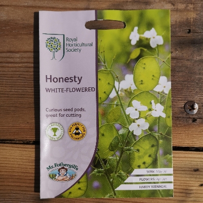 RHS Honesty White Flowered