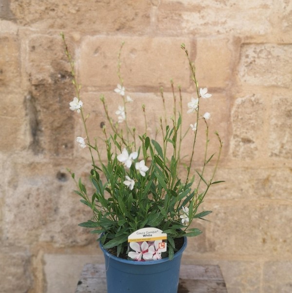 Gaura Gambit White