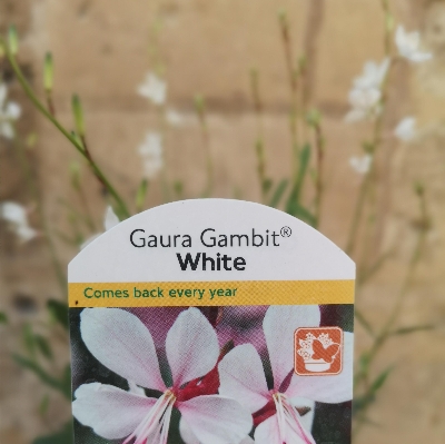 Gaura Gambit White