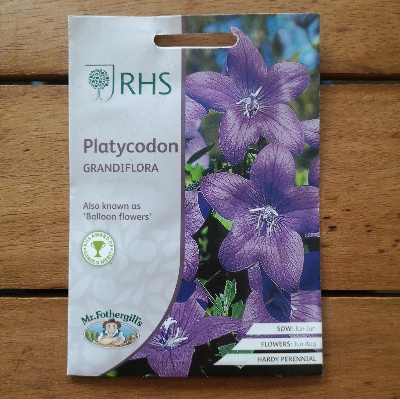 RHS Platycodon Grandiflora