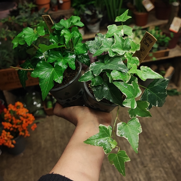 Ivy Plant