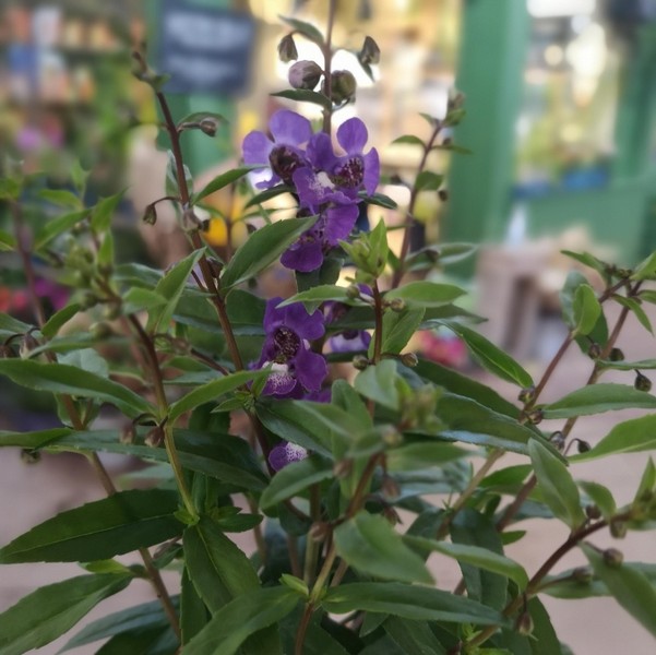 Angelonia