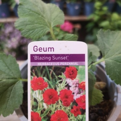 Geum.    Sunset Red