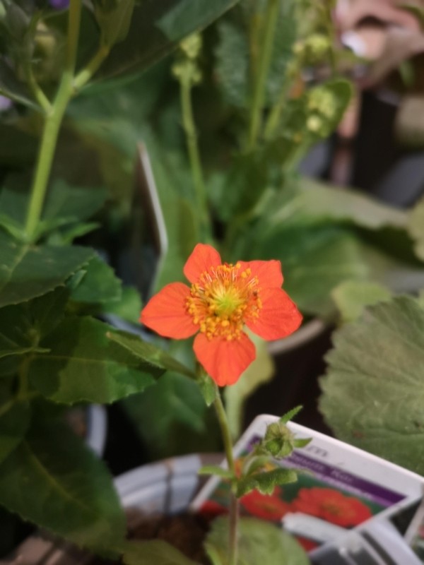 Geum.    coccineum Koi