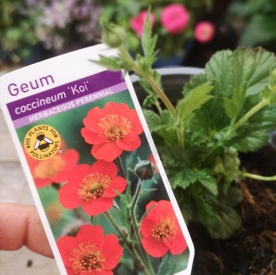 Geum.    coccineum Koi