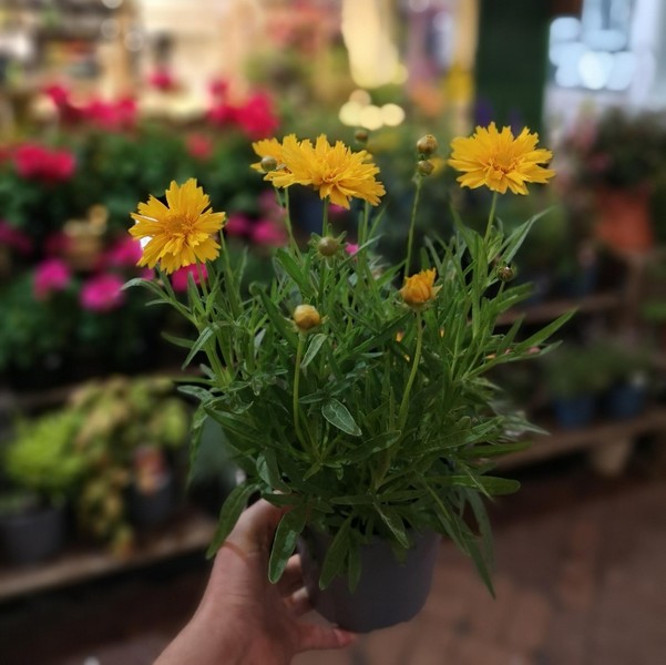 Coreopsis.     grandiflora Early Sunrise