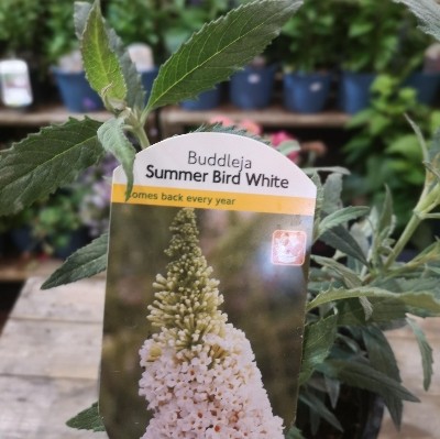 Buddleja.      Summer Bird White