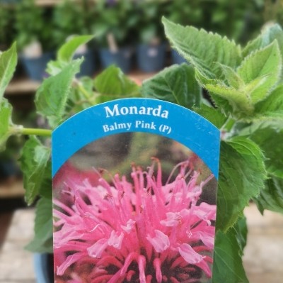 Monarda.      Balmy Pink