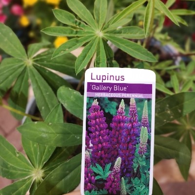 Lupin.        Gallery Blue