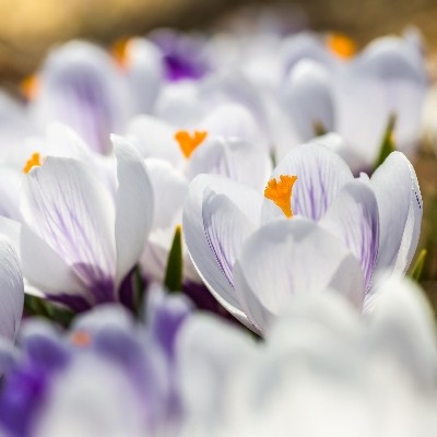 Crocus Pickwick