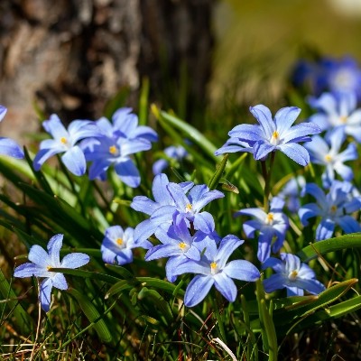 Chionodoxa luciliae