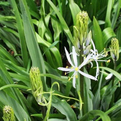 Camassia Alba