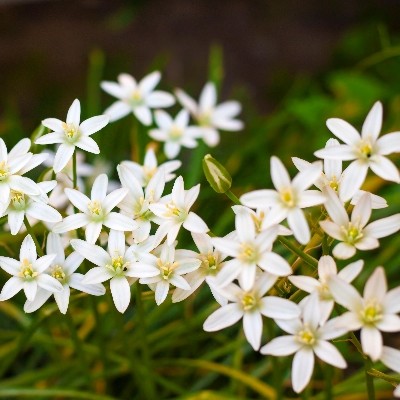 Ornithogalum Umbellatum