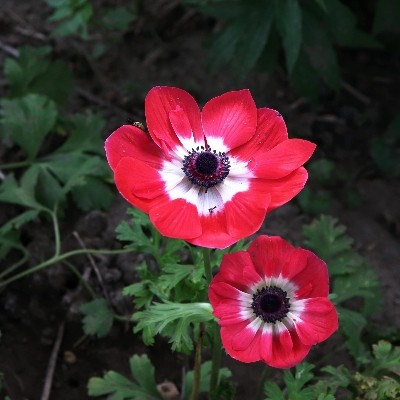 Anemone Hollandia