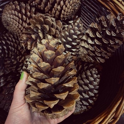 Large Pinecone Natural