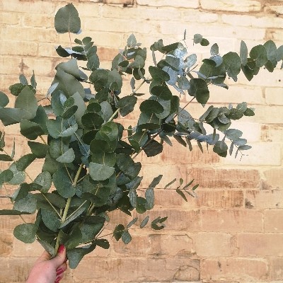 Dried Cinni Eucalyptus Bunch