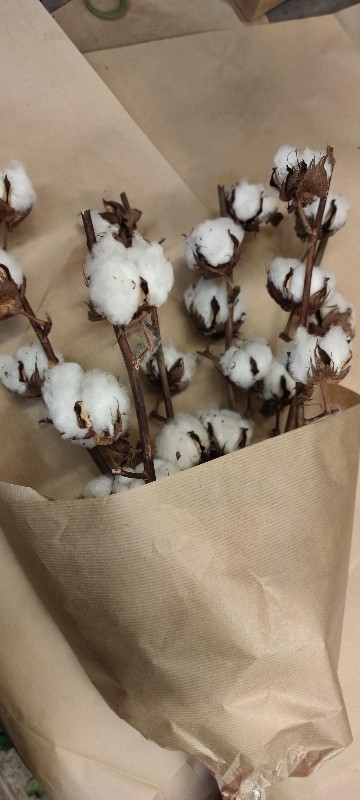 Dried Cotton Bundle