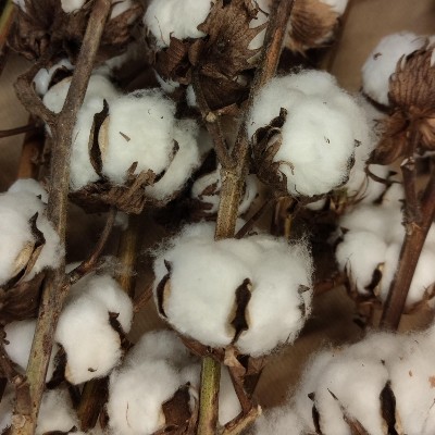 Dried Cotton Bundle