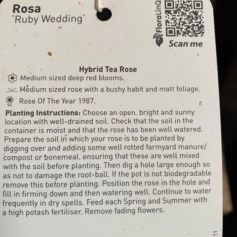 Hybrid Tea Rose 'Ruby Wedding'