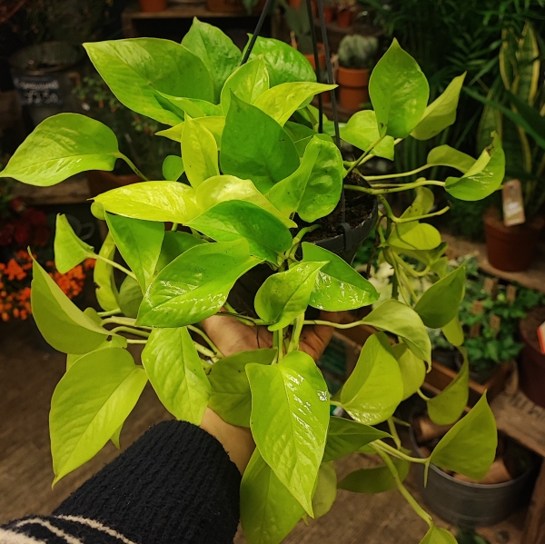 Epipremnum Hanger