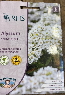 RHS Alyssum snowdrift