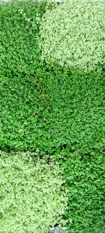 Soleirolia
