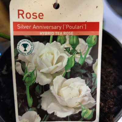 Rosa Silver Anniversary (Poulari)