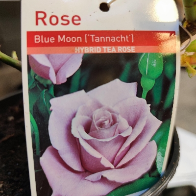 Rosa Blue Moon (Tannacht)