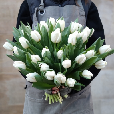 40 White Dutch Tulips