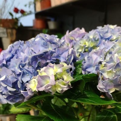 Mother's Day Hydrangea Blue
