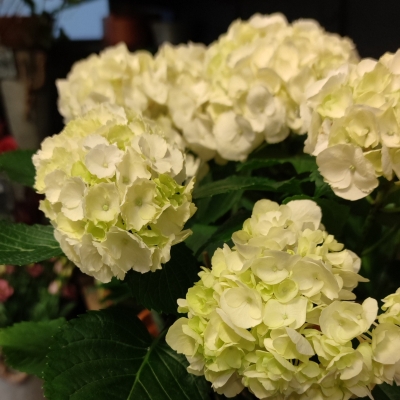 Mother's Day Hydrangea White