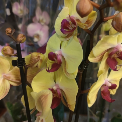 Orchid Product for Lou Ellen