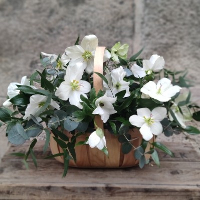 Winter Hellebore Trug