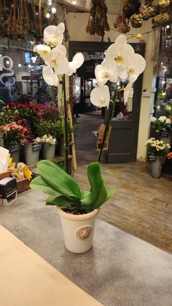 Orchid Plant in Kew Pot