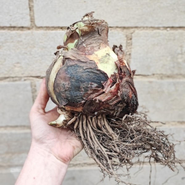 Extra Large Mont Blanc Amaryllis Bulb