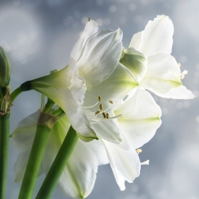 Extra Large Mont Blanc Amaryllis Bulb