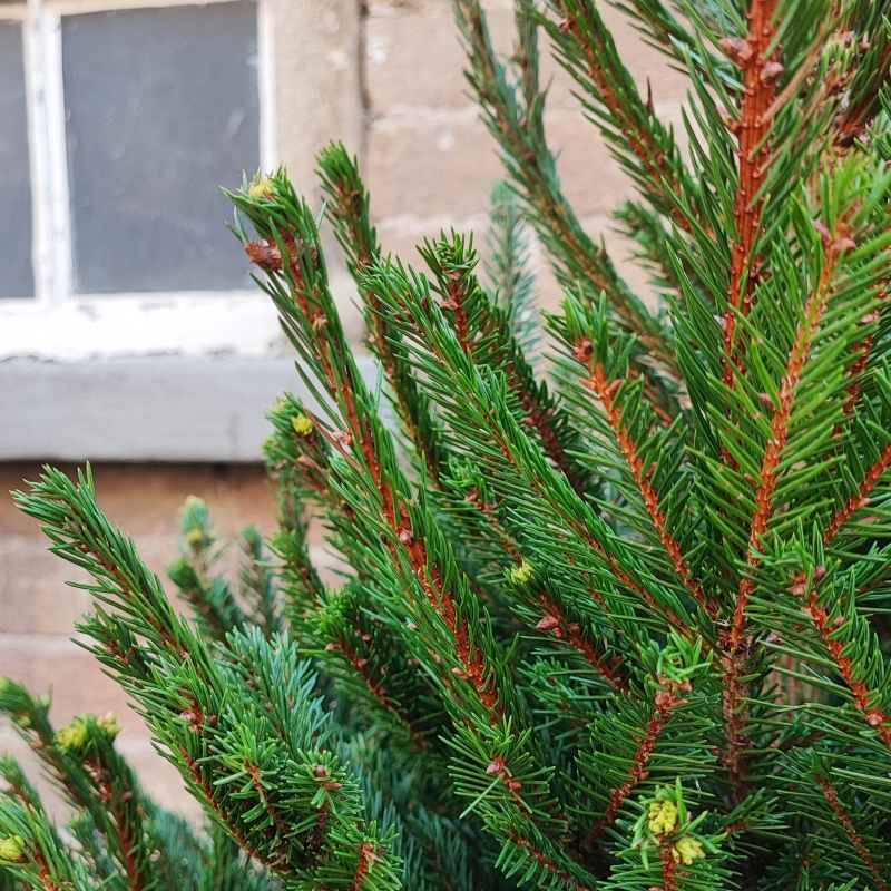 Pot Grown Norway Spruce Tree