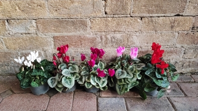 Cyclamen for Polly