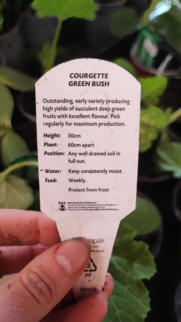 Courgette Plant All Green Bush