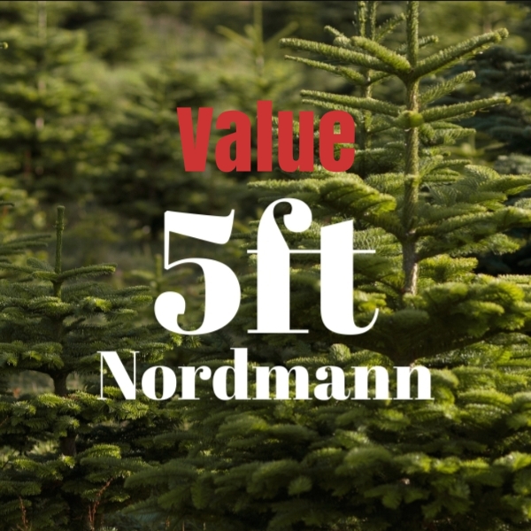 5ft Value Nordmann Fir