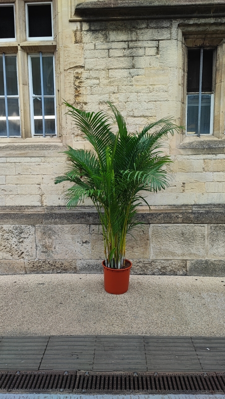 SALE Areca Palm